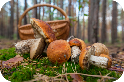 champignons - aliment anti stress