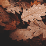 Le blues saisonnier en automne et son impact psychologique - Domy