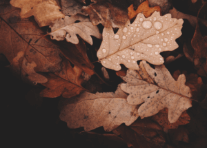 Le blues saisonnier en automne et son impact psychologique - Domy