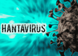 Hantavirus, anxiété et santé mentale - domy
